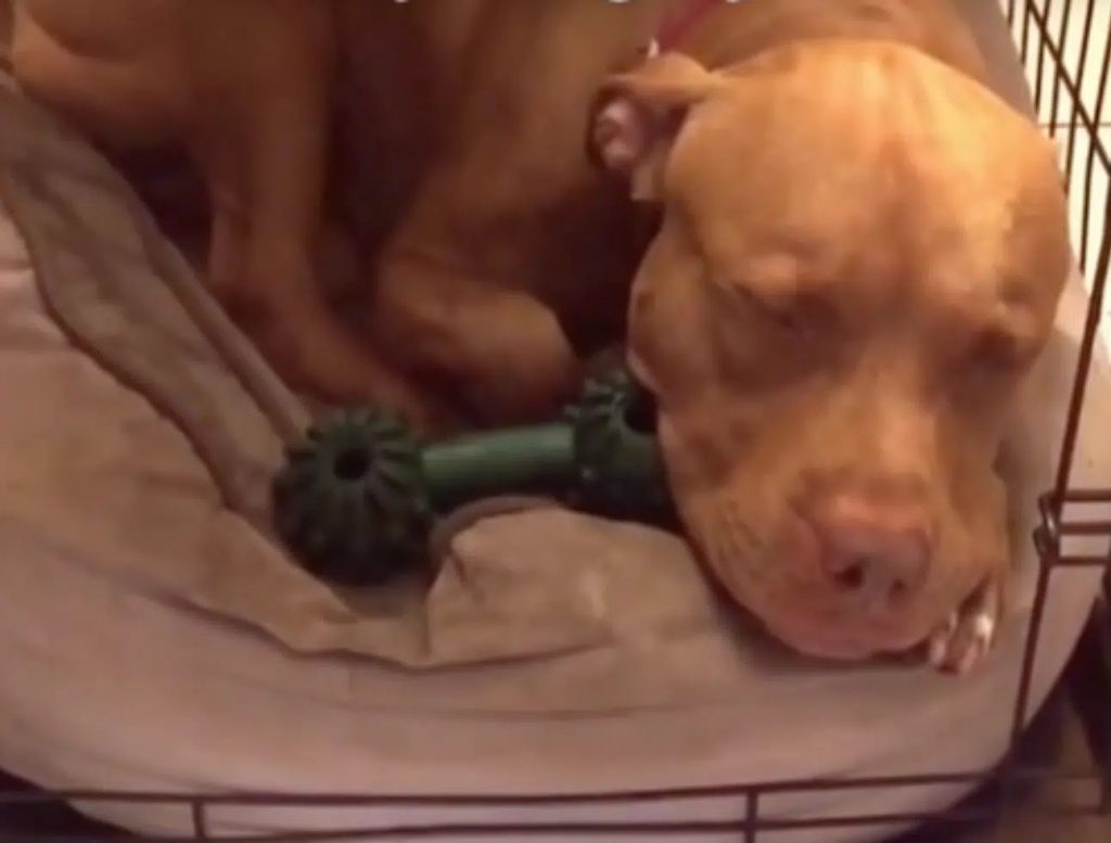 dog sleeps next to toy bone