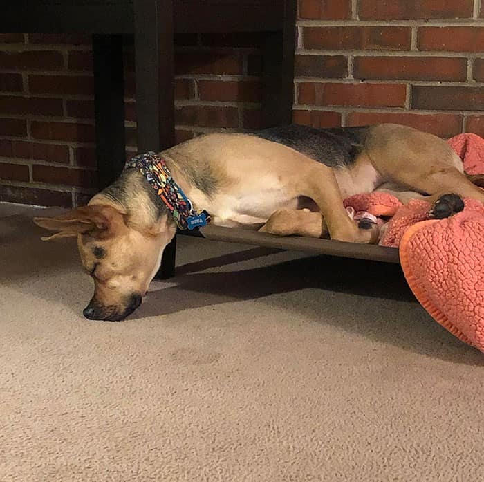 dog sleeps with nose on carpet