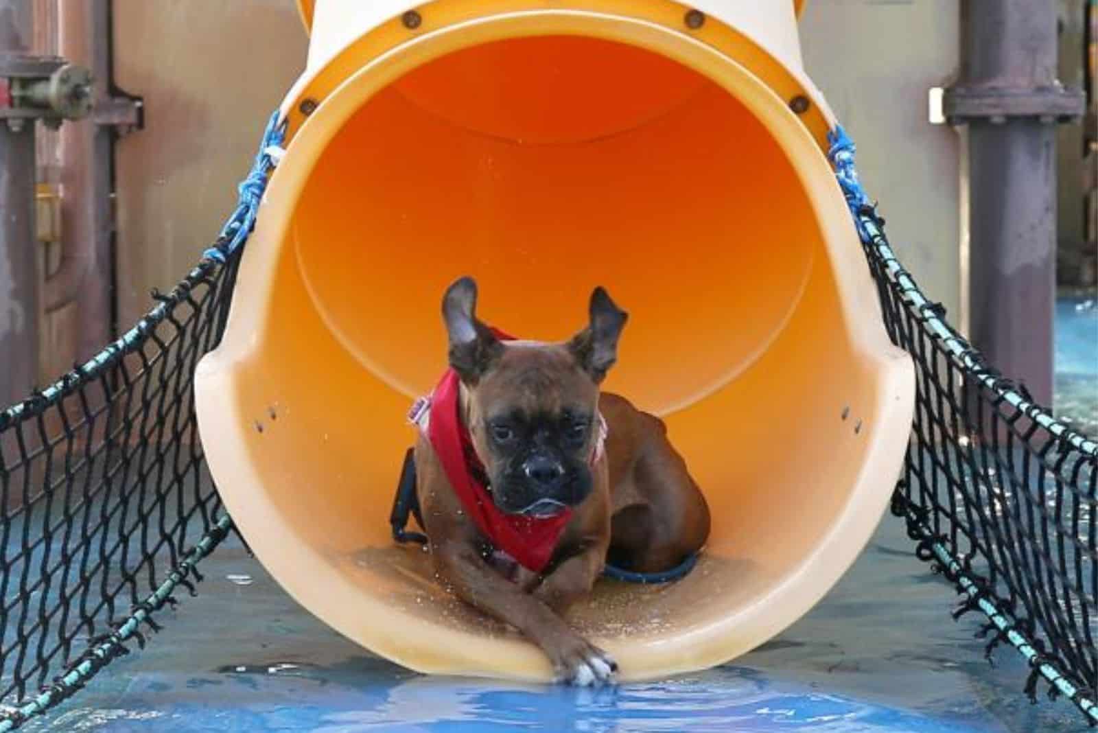 dog sliding down waterslide at pool party