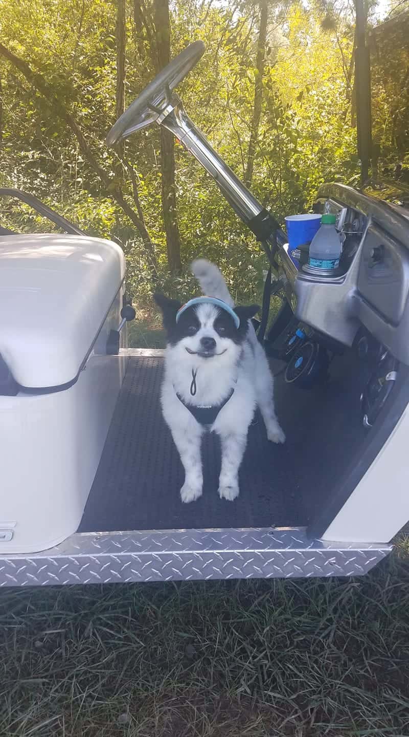 dog smiling in the golf car