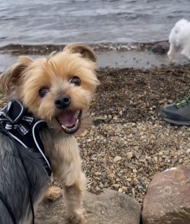 dog smiling on the beach