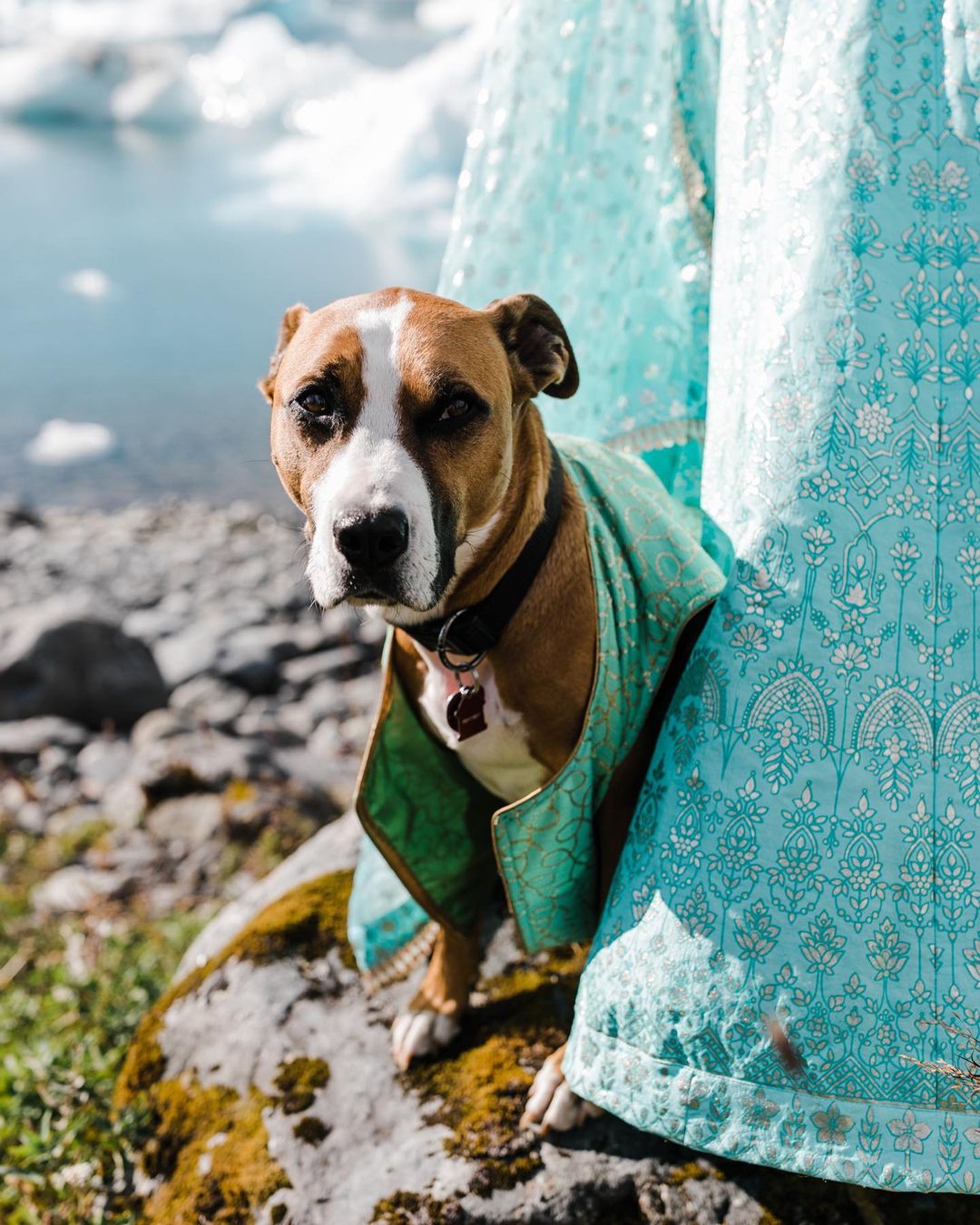 dog sneaking head through tent