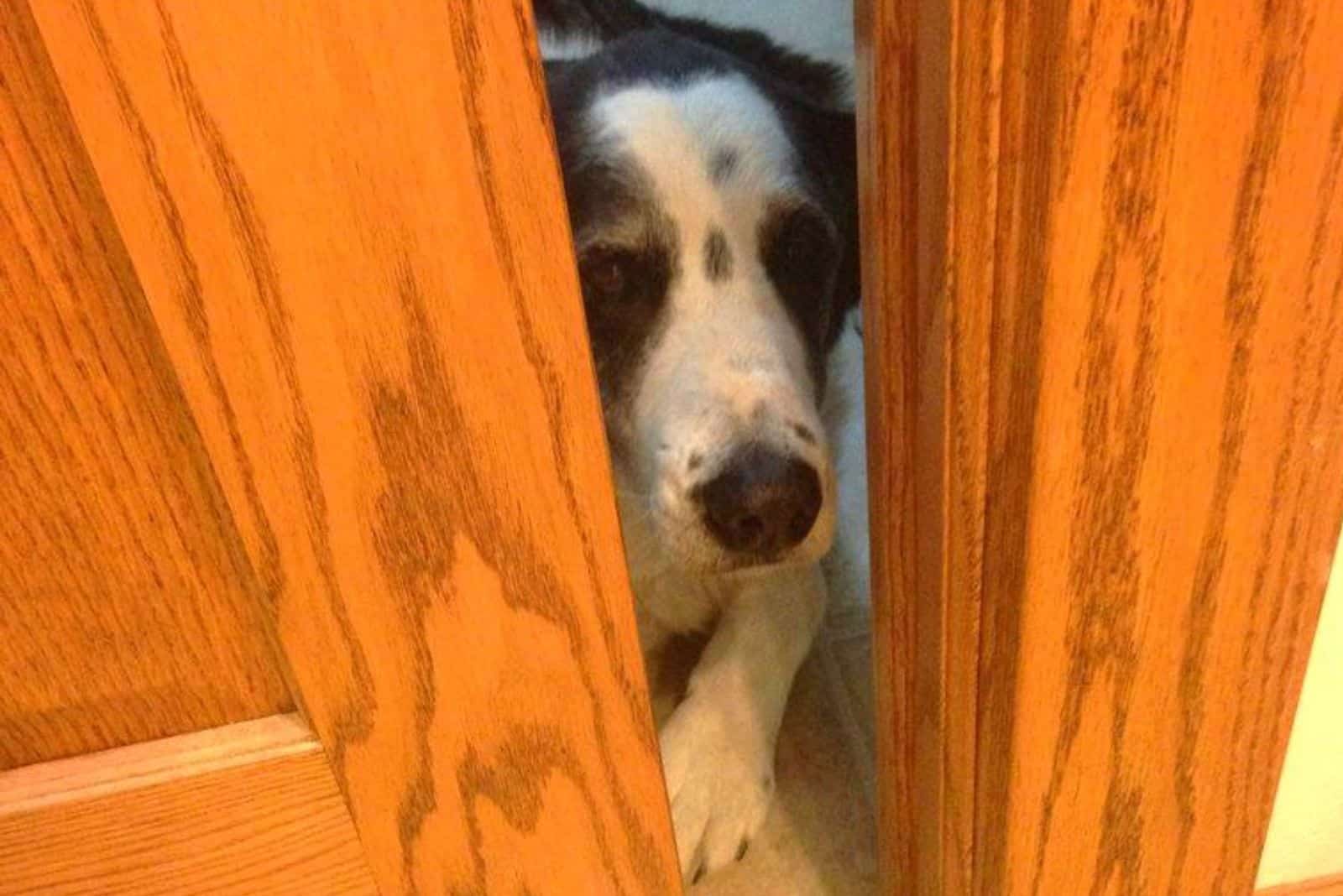 dog sneaking behind kitchen door