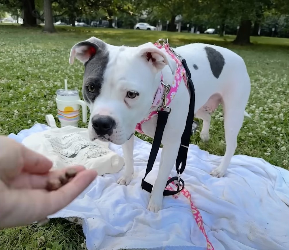 dog sniffing food from the human hand