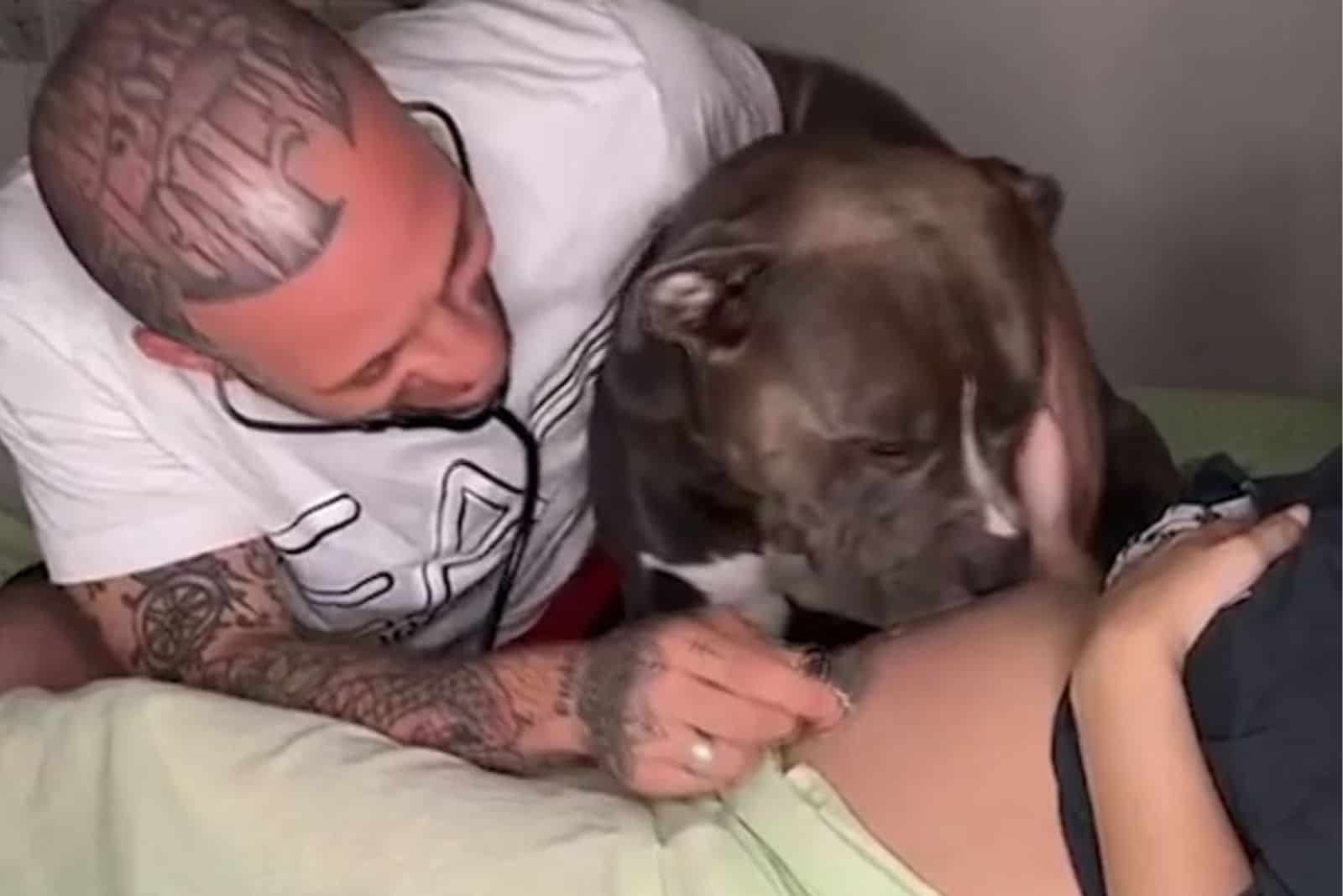 dog sniffing pregnant woman's belly while his owner using stethoscope