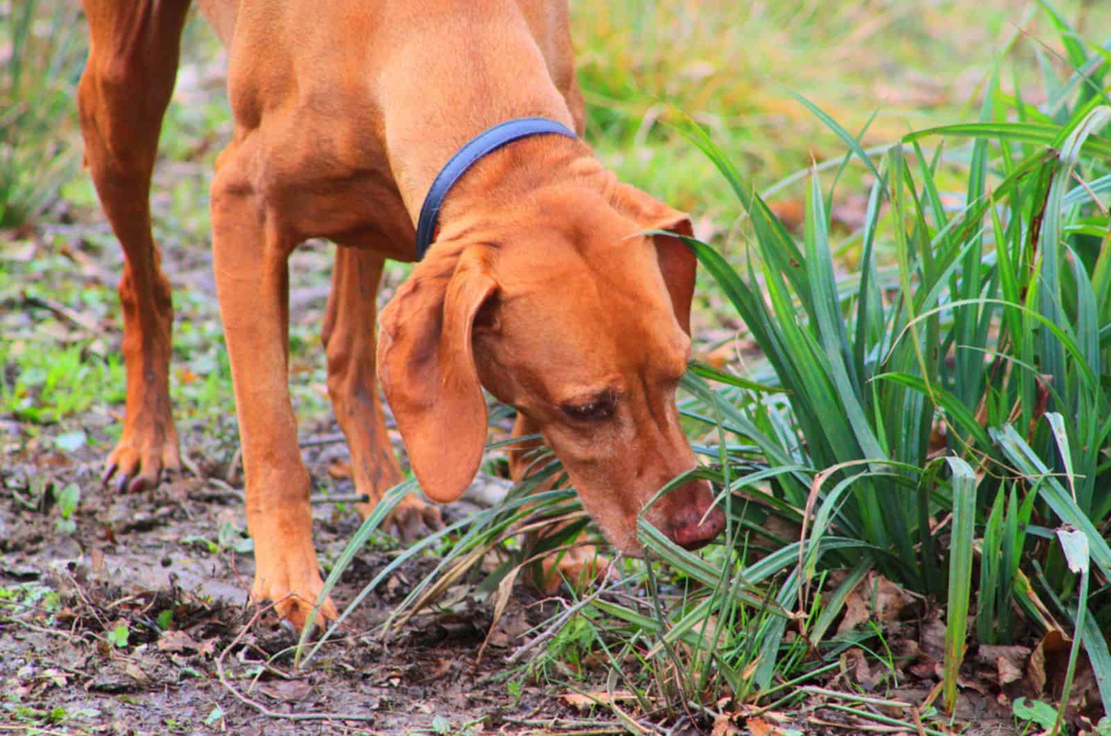 dog sniffing in the garden