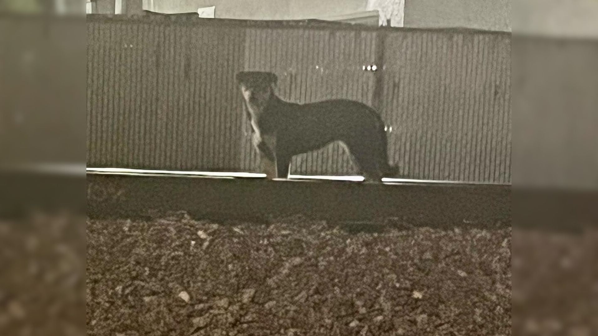 Abandoned Pup Remained Hopeful And Waited On The Railway For Her Family To Come Back