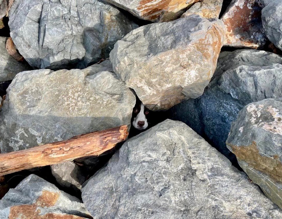 dog spotted under rocks