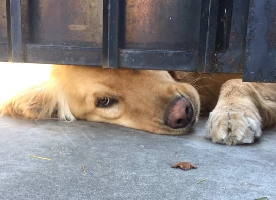 Dog spying trough fence gate