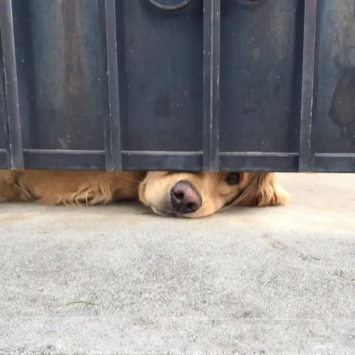 Dog spying trough gate