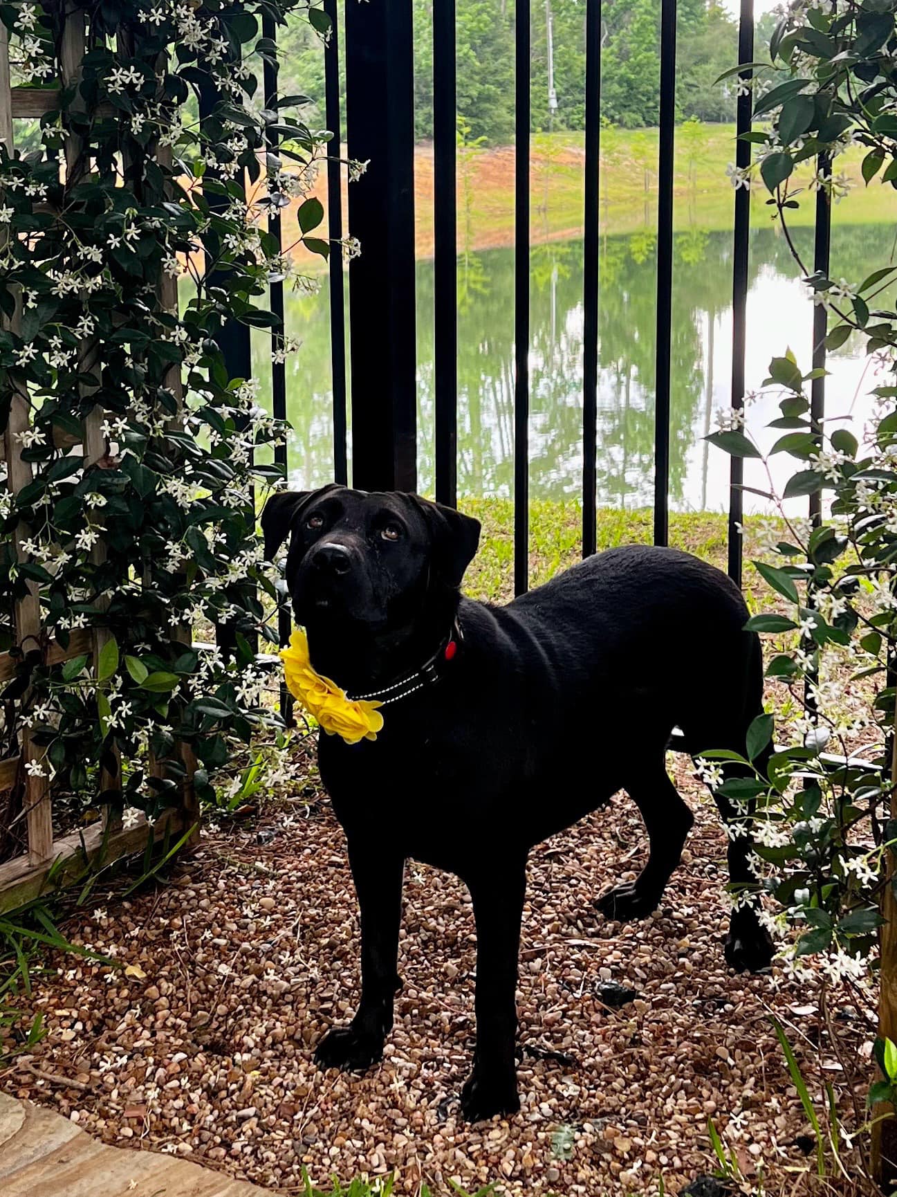 dog standing by the gate