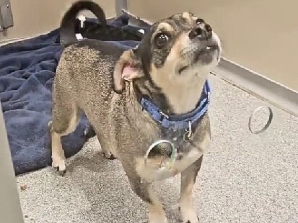 dog standing in a hall