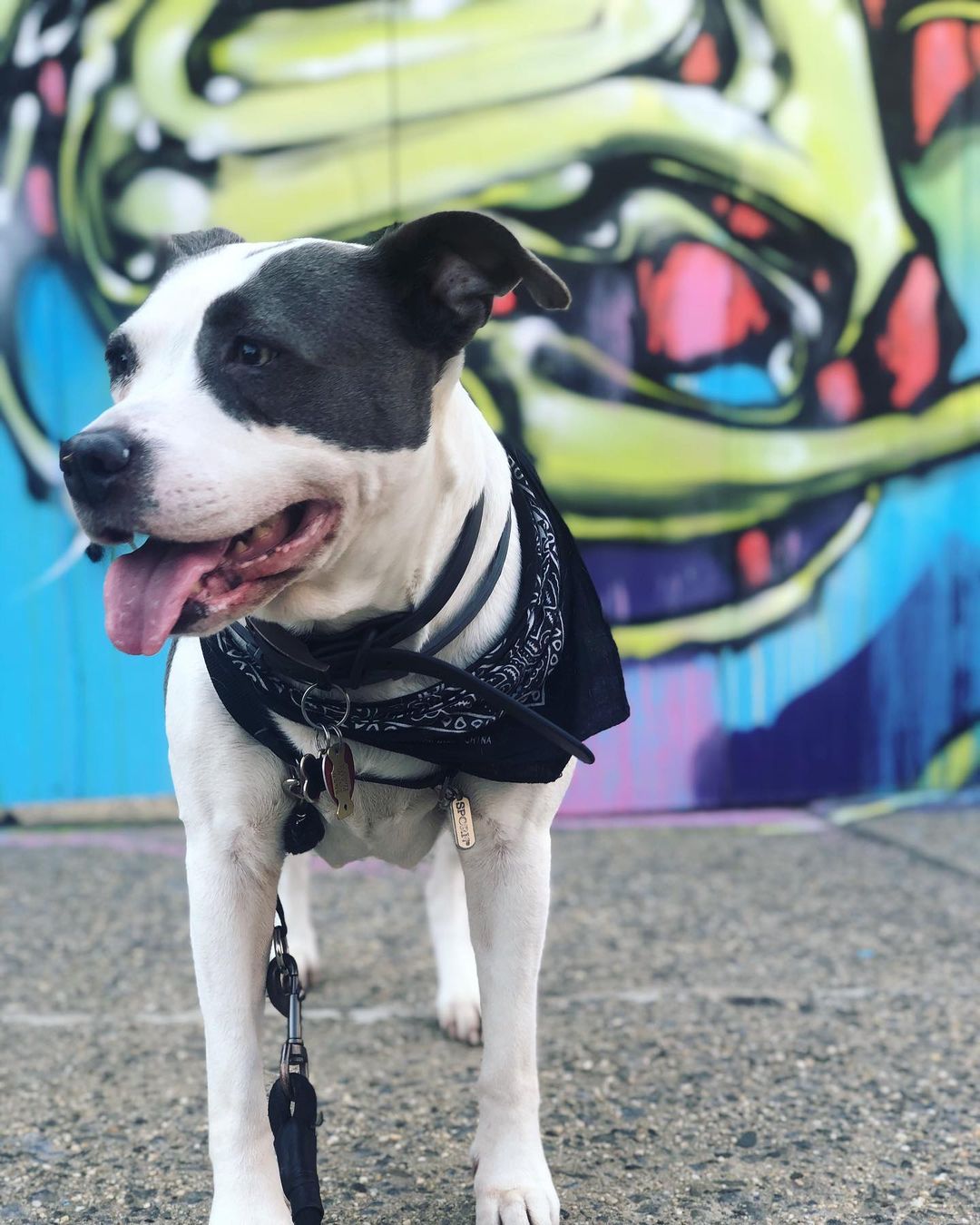 dog standing in front of a colorful wall