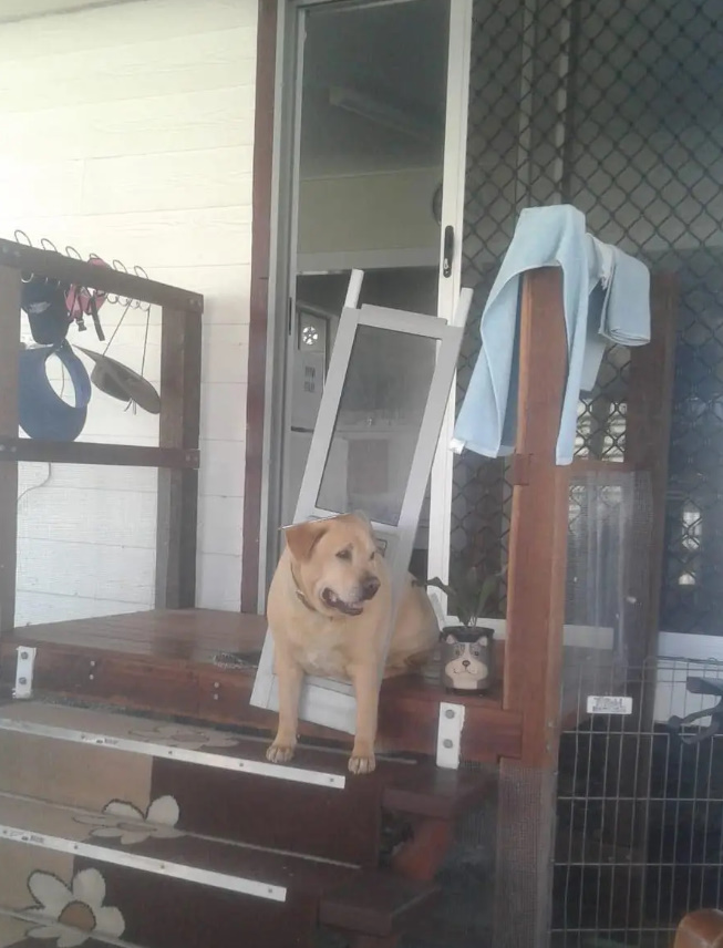 dog standing in front of the house