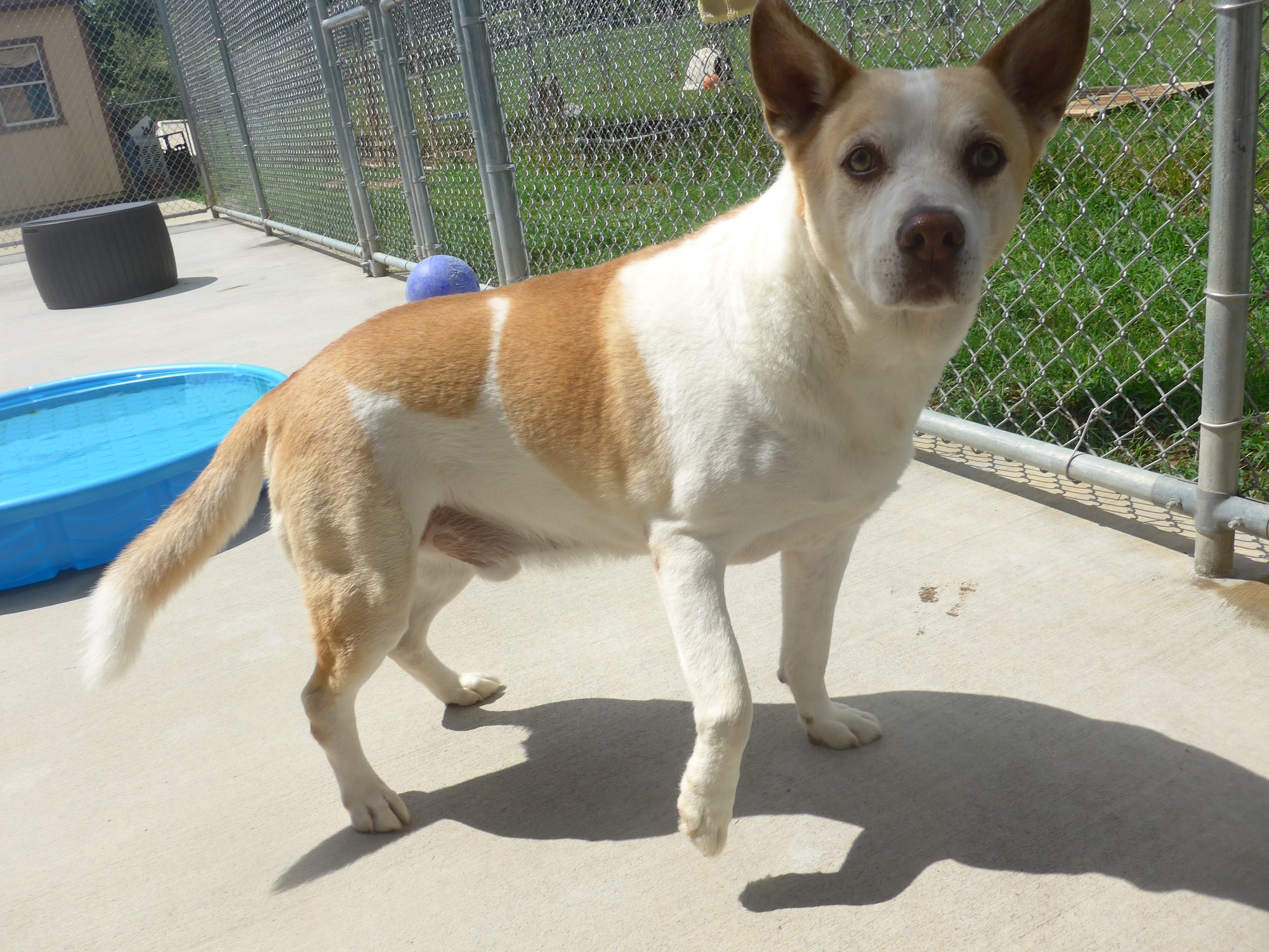 dog standing in front of the pool