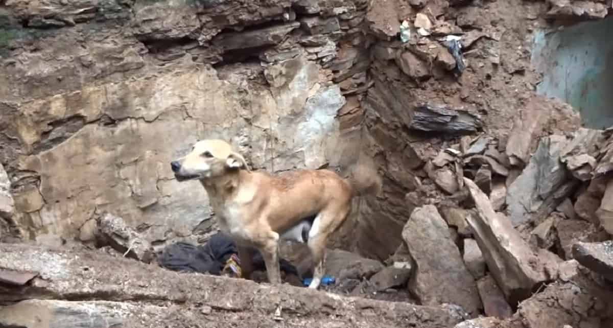 dog standing in ruins asking for help