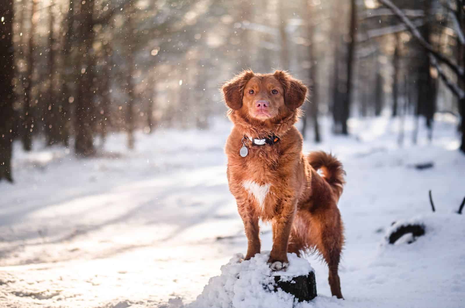 dog standing in snow