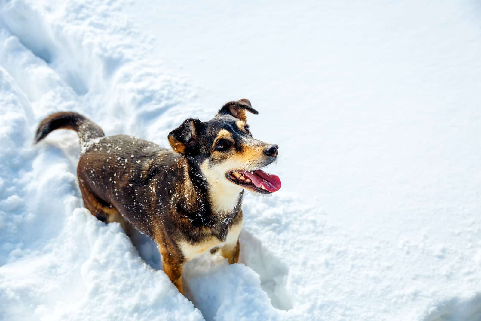 dog standing in snow