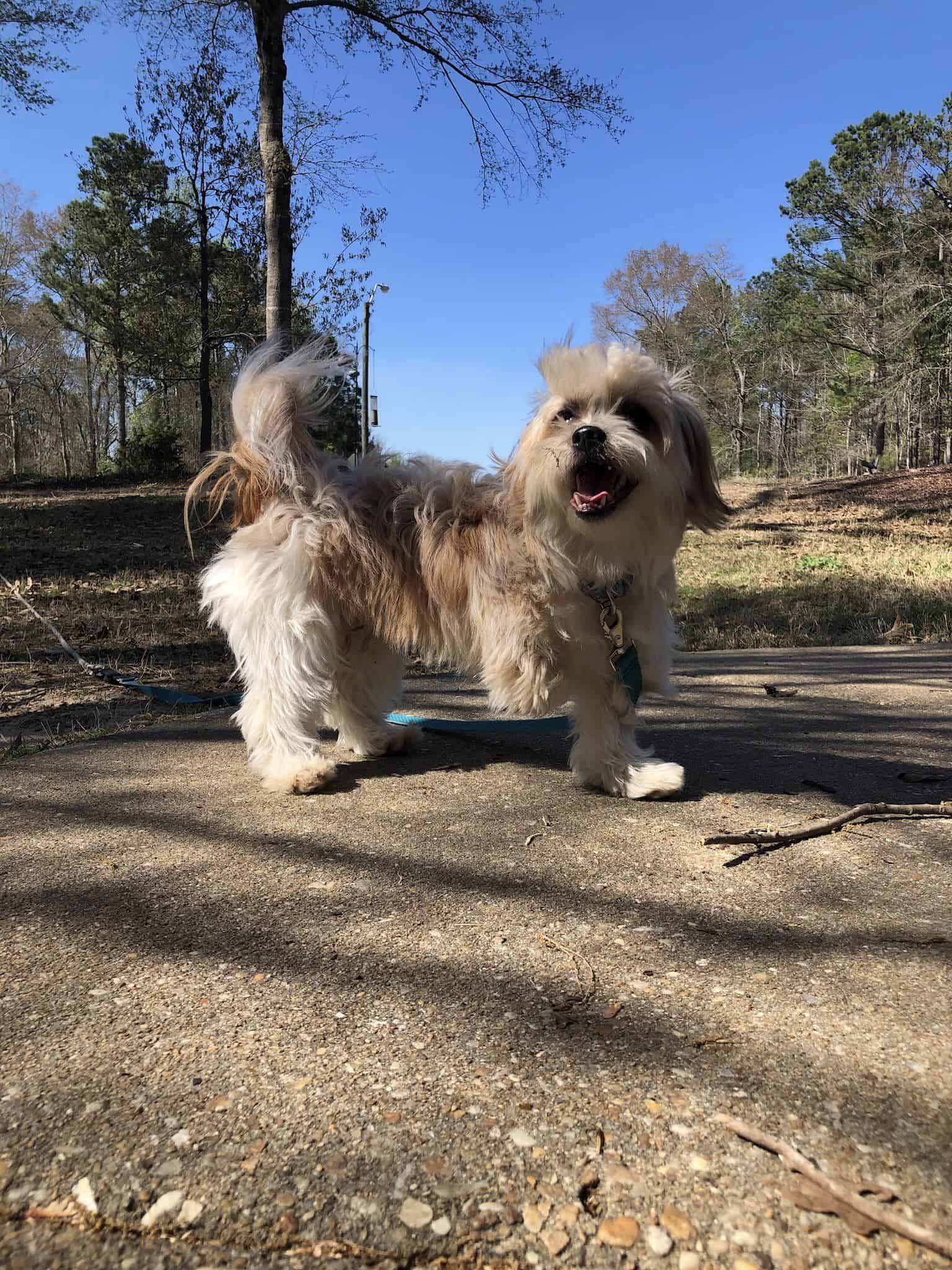 Dog standing in the park