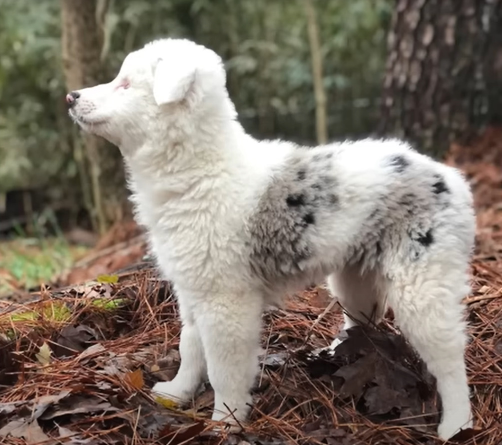 dog standing in the woods