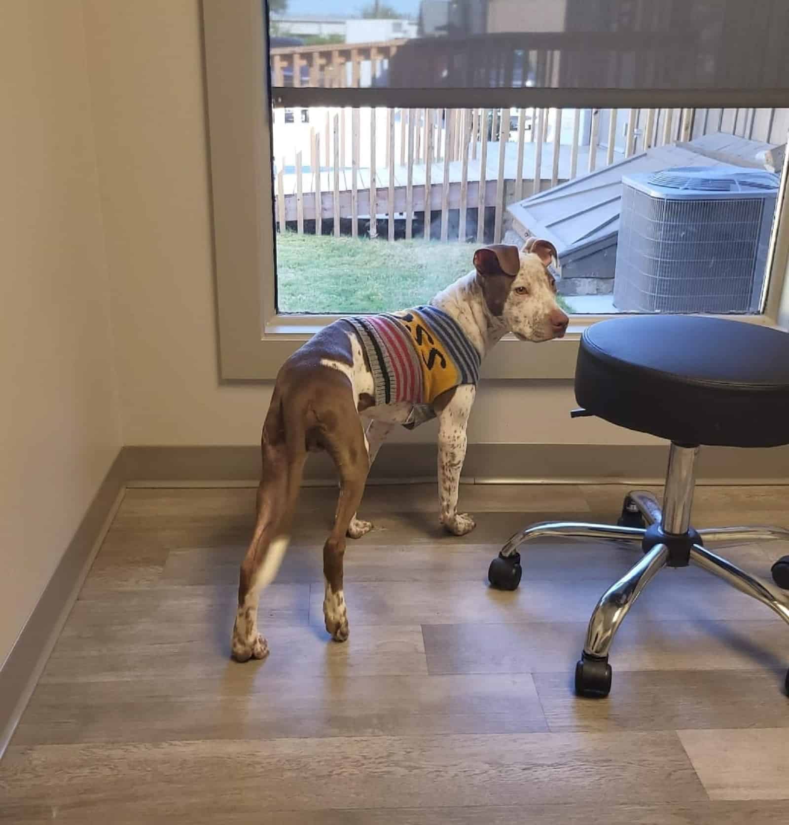 dog standing near the window indoors