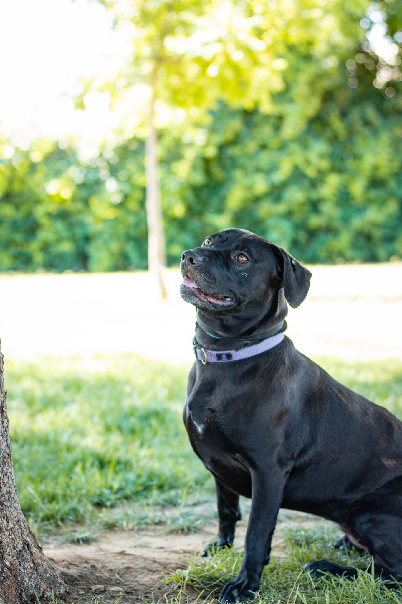 dog standing next to a tree