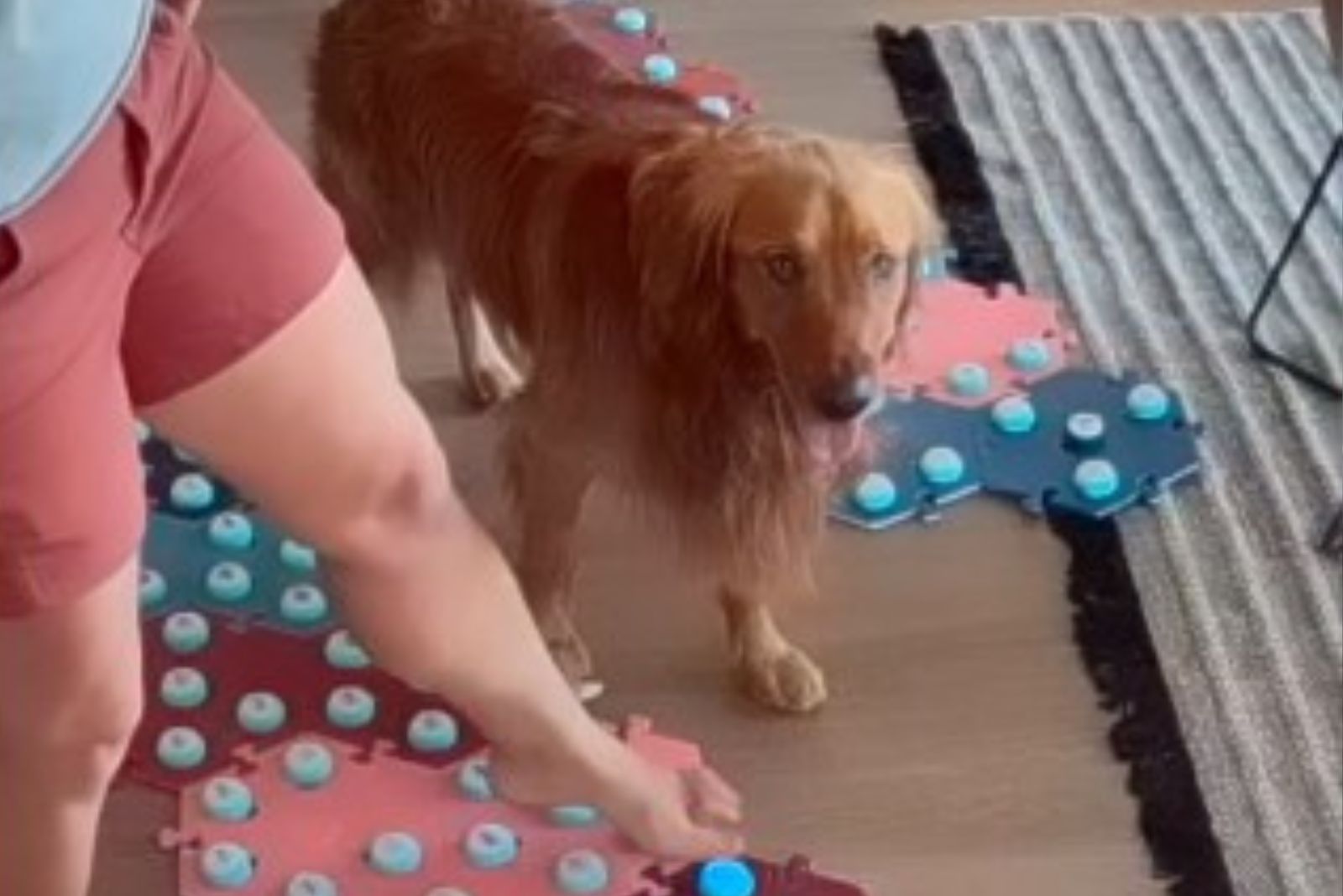 dog standing next to female legs