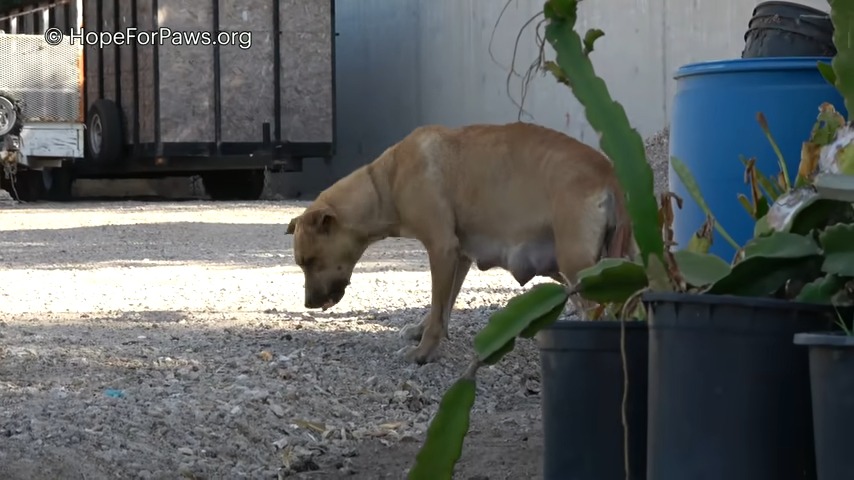 dog standing on a gravel