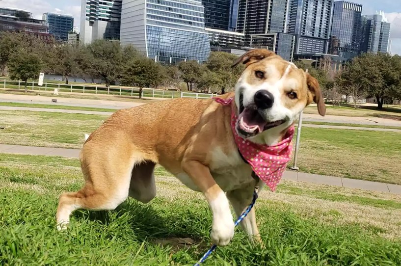 dog standing on grass