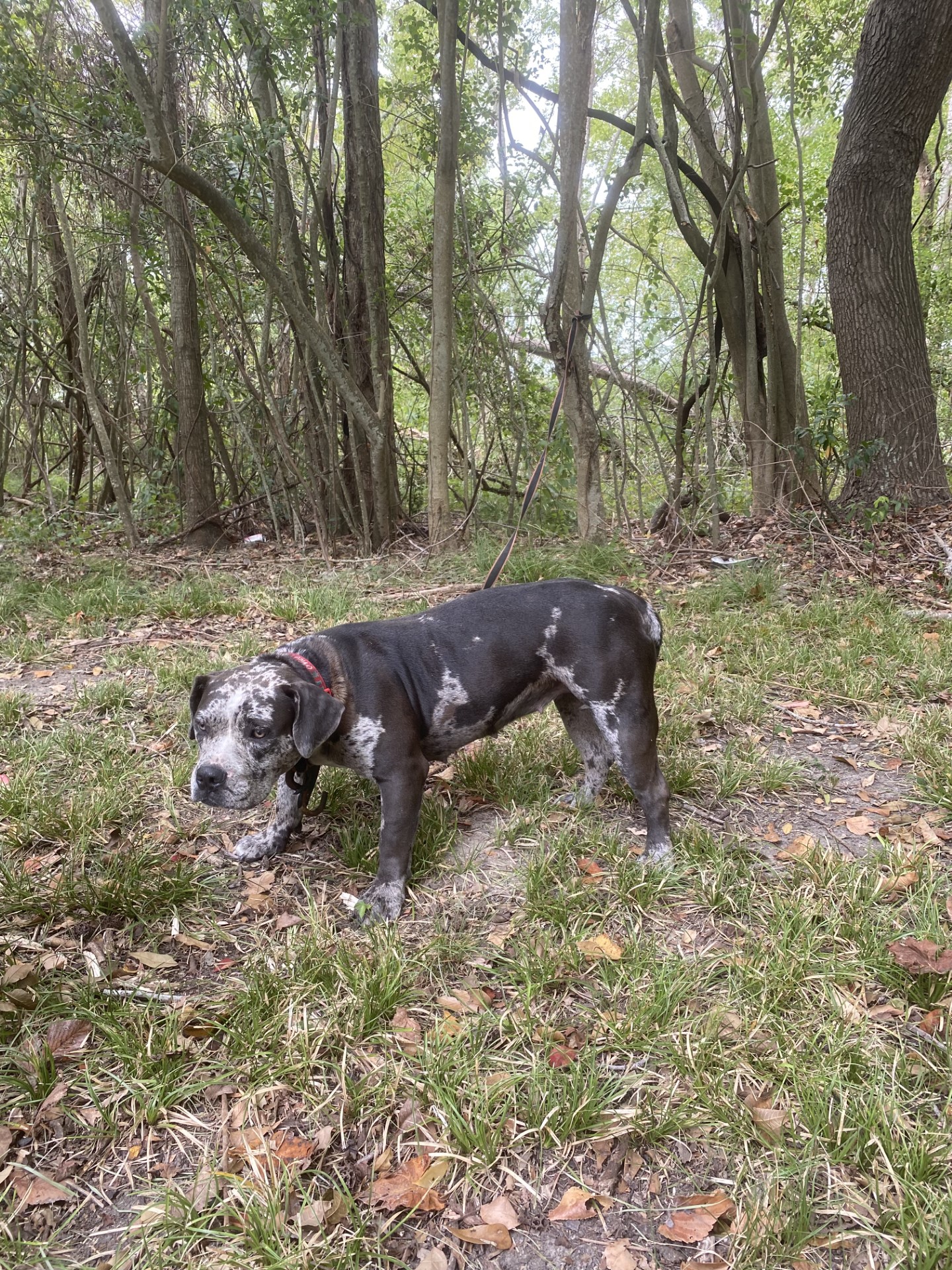 dog standing on grass in woods