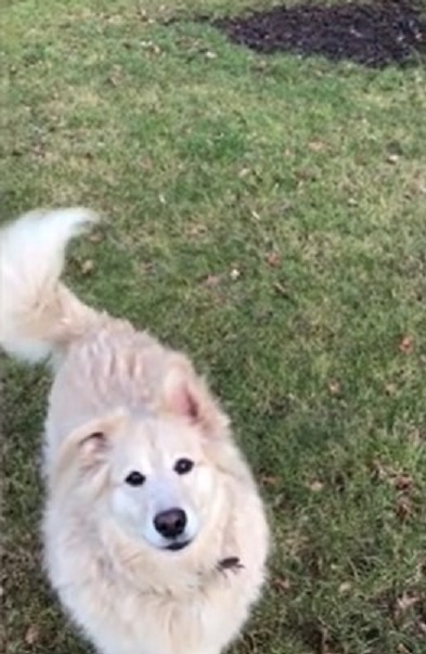 dog standing on grass looking up