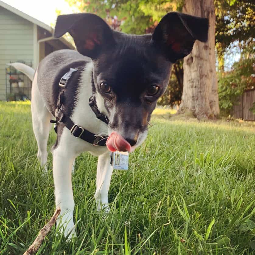 dog standing on grass