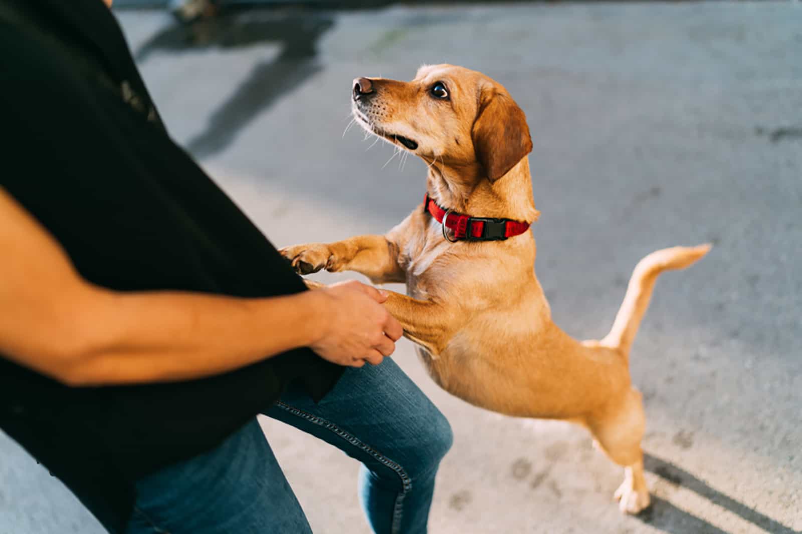 dog standing on hind legs while is lean on at owners leg and looking for attention