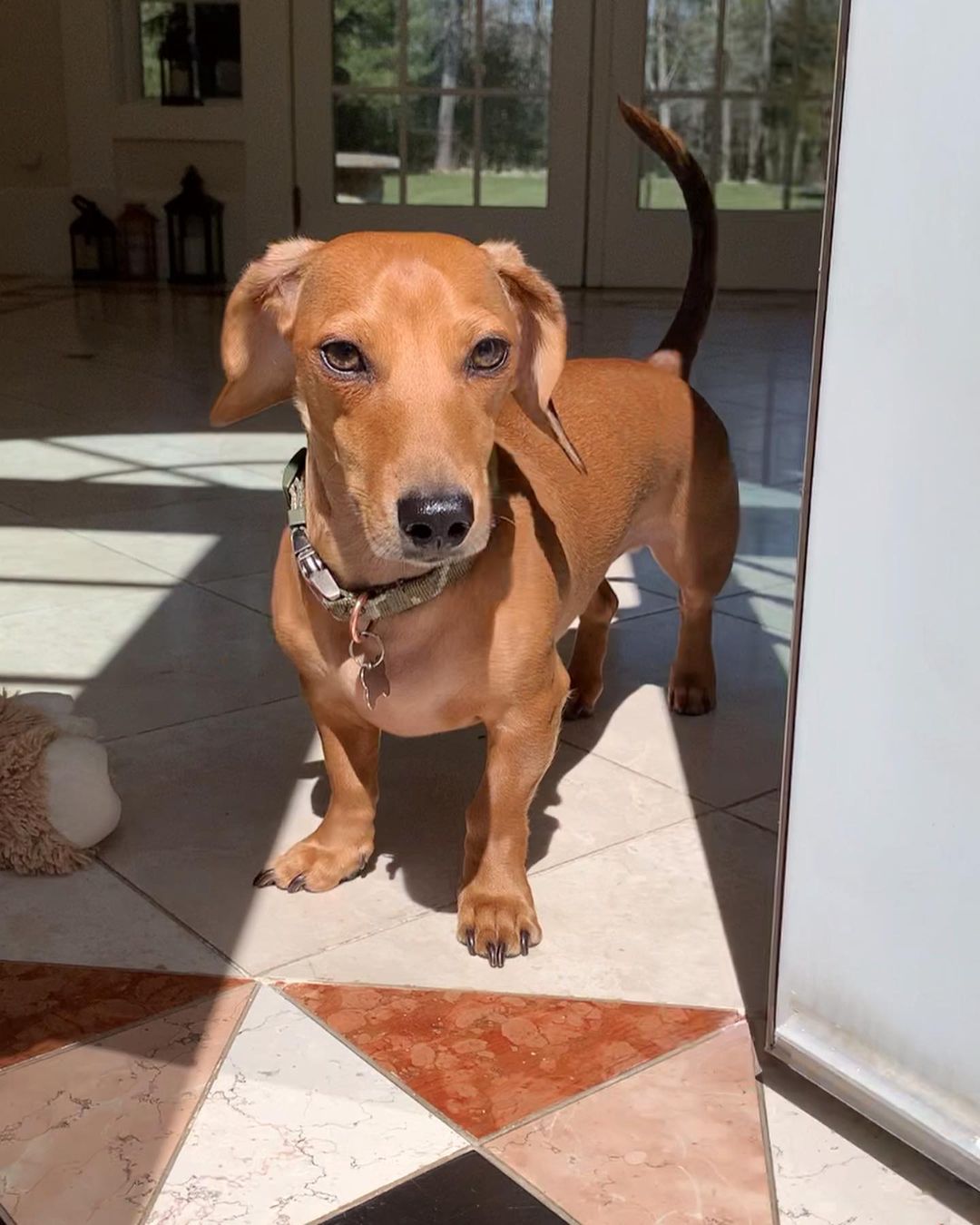 dog standing on patio in sunshine