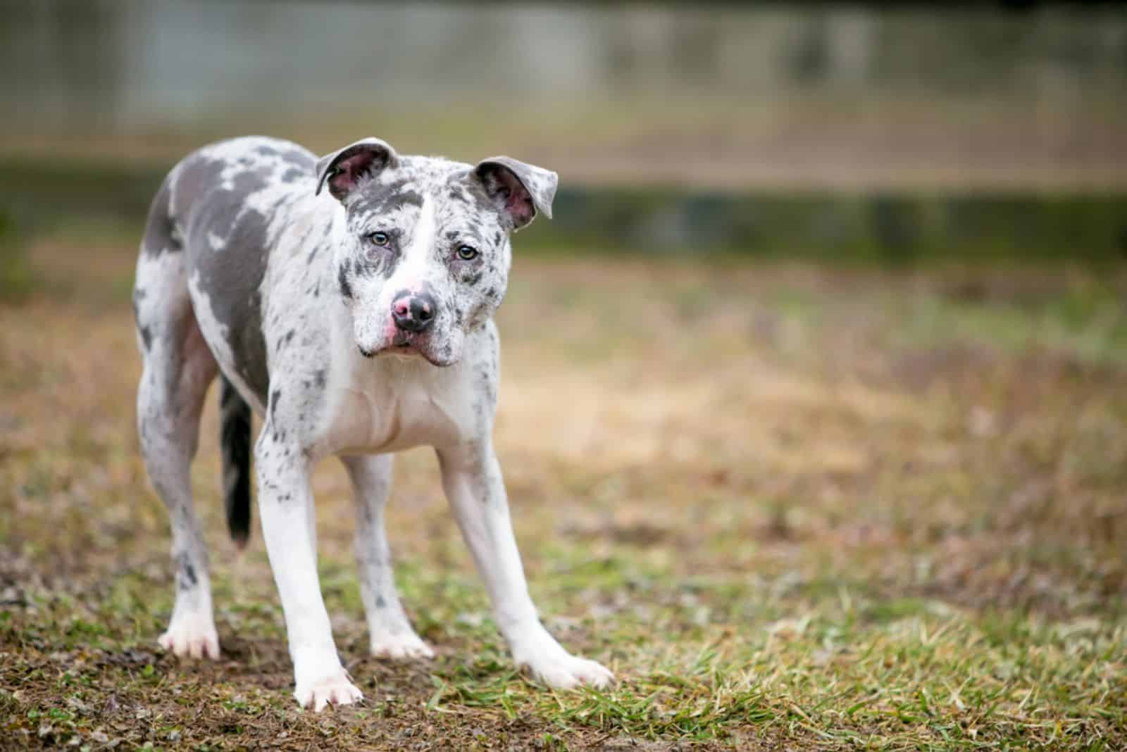 dog standing on the grass in the yard