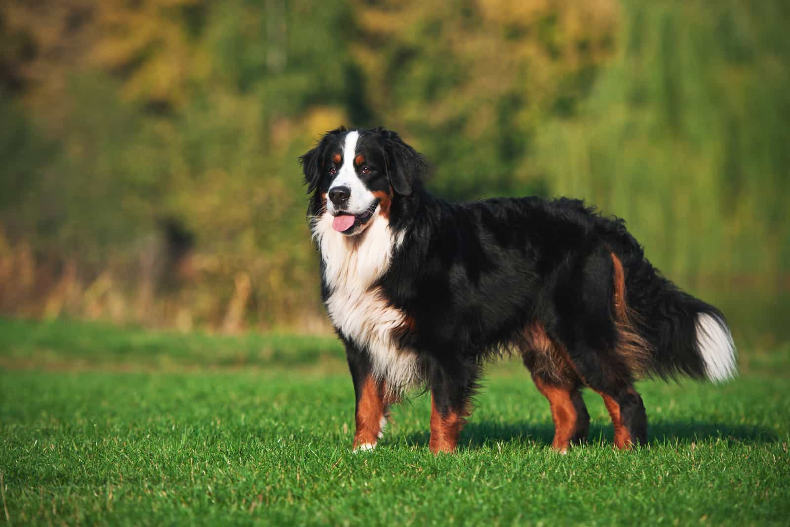 dog standing on the grass