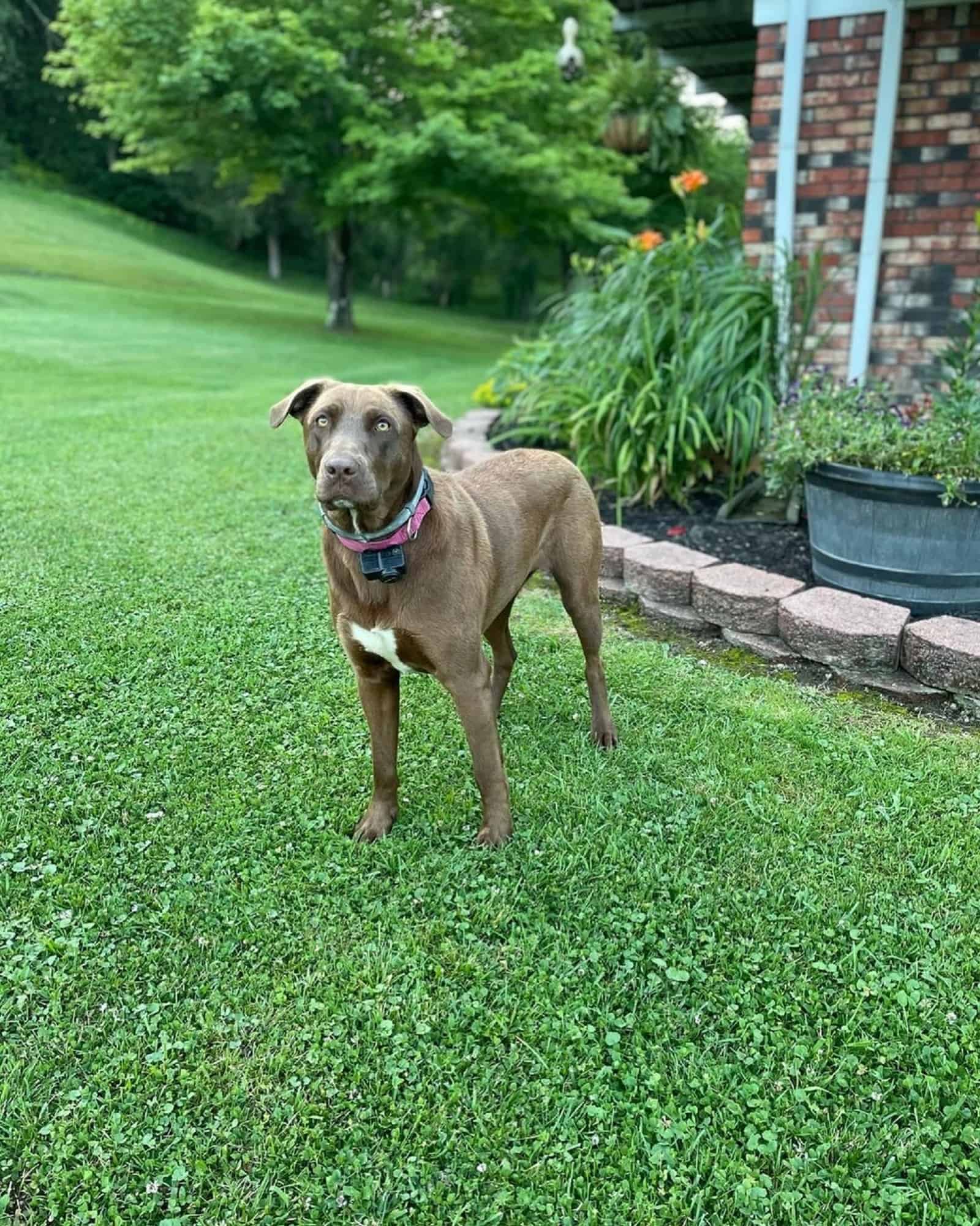 dog standing on the lawn in the yard