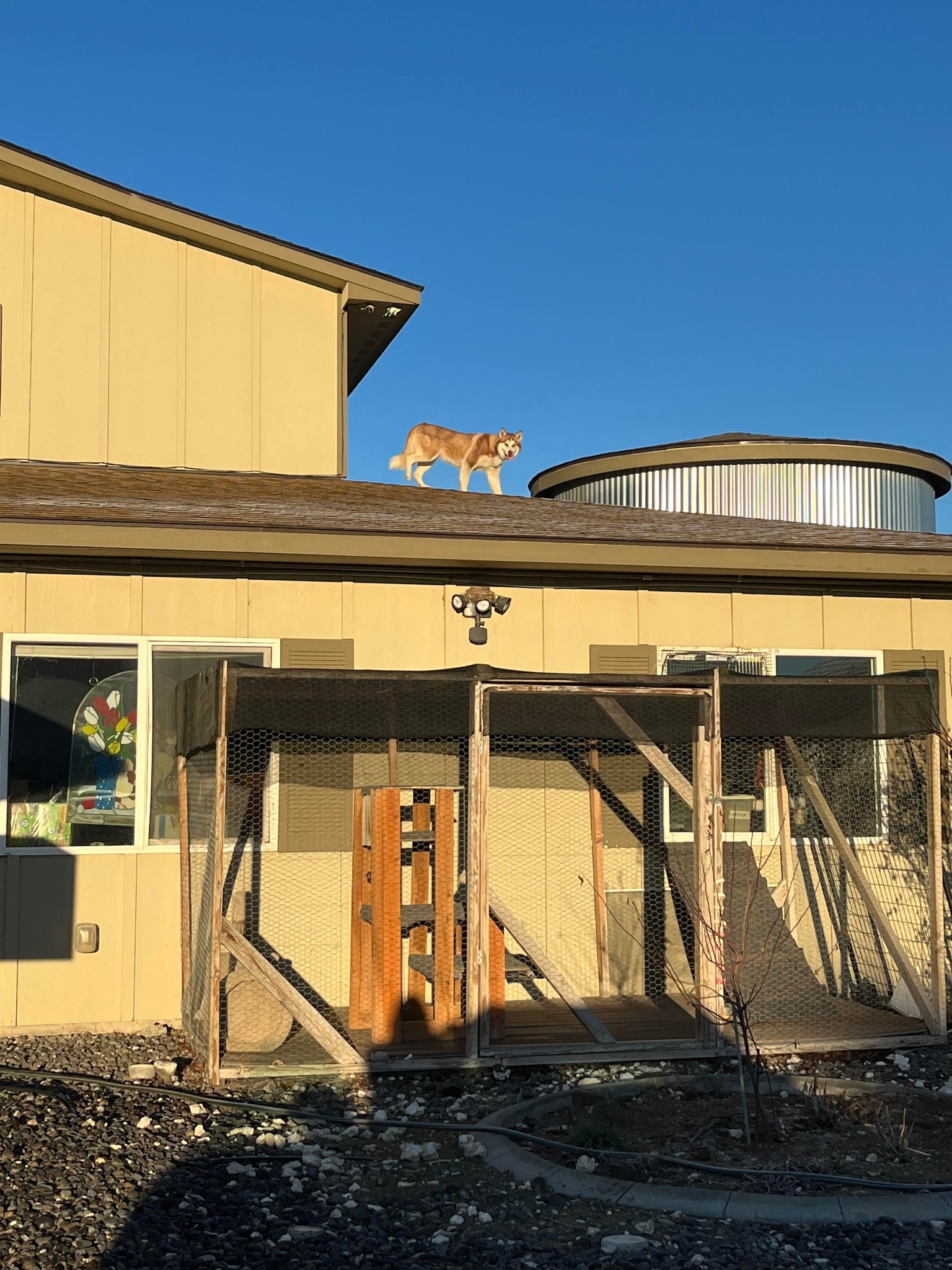 dog standing on the roof