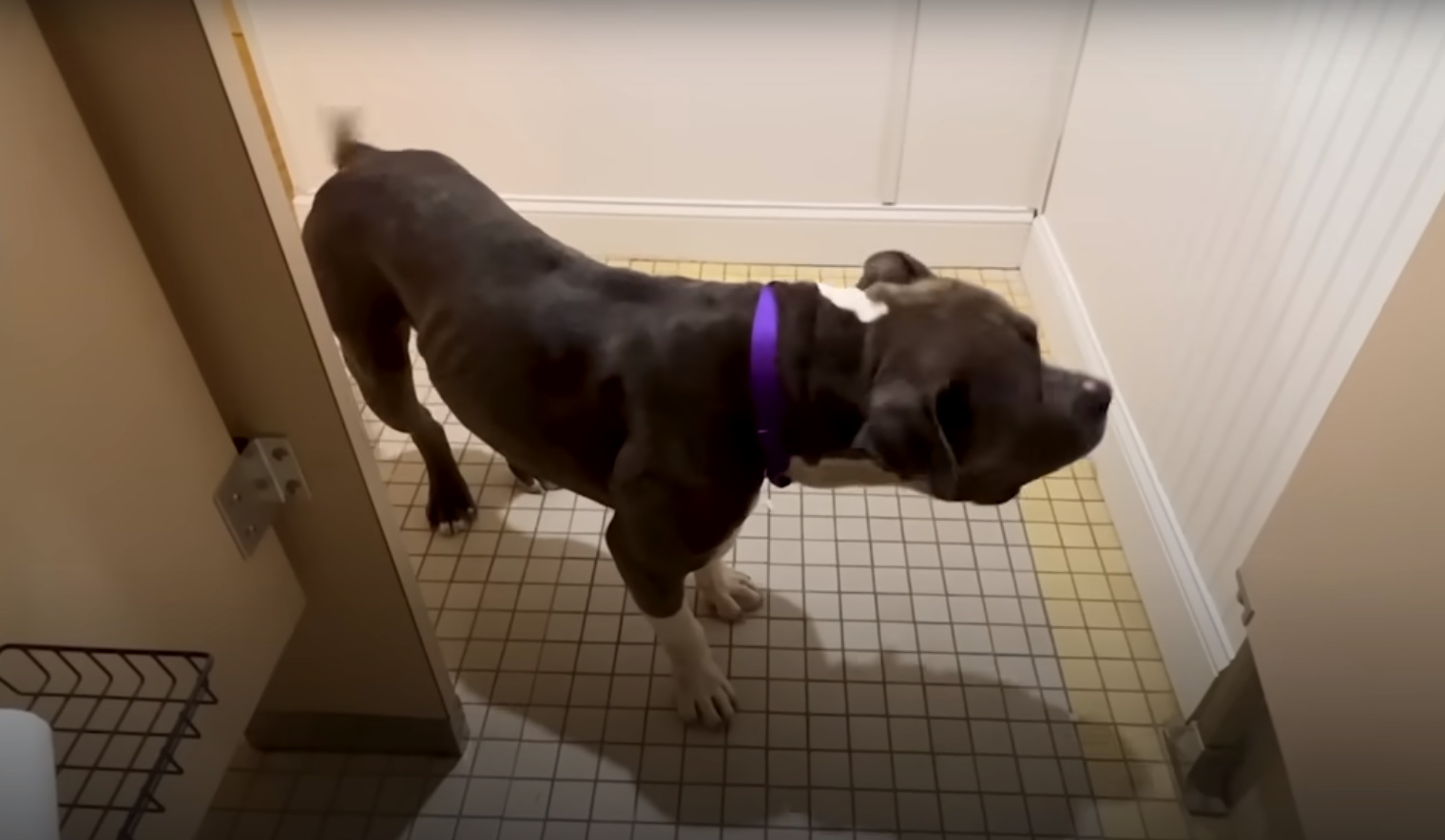 dog standing on tile