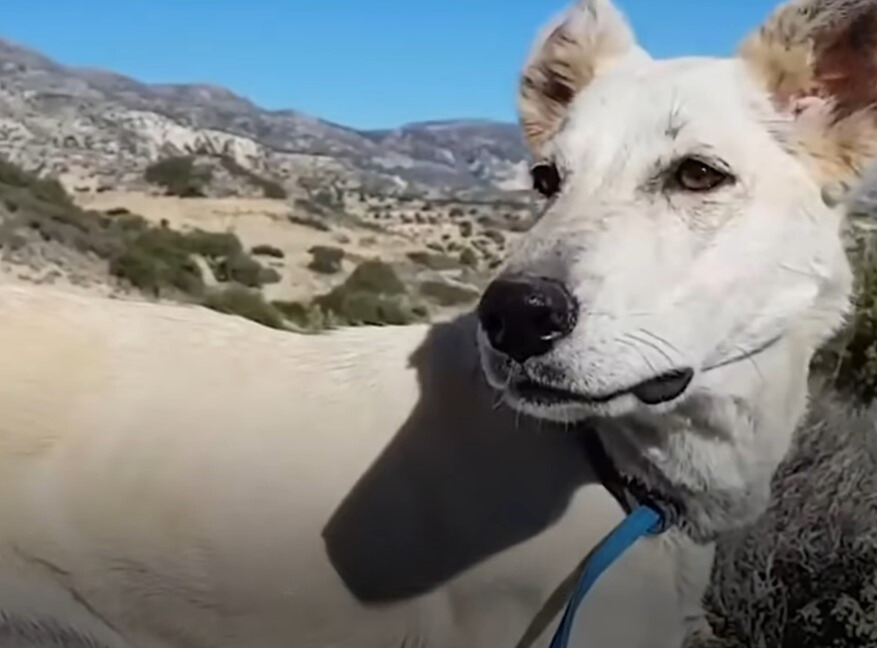 dog standing outdoor