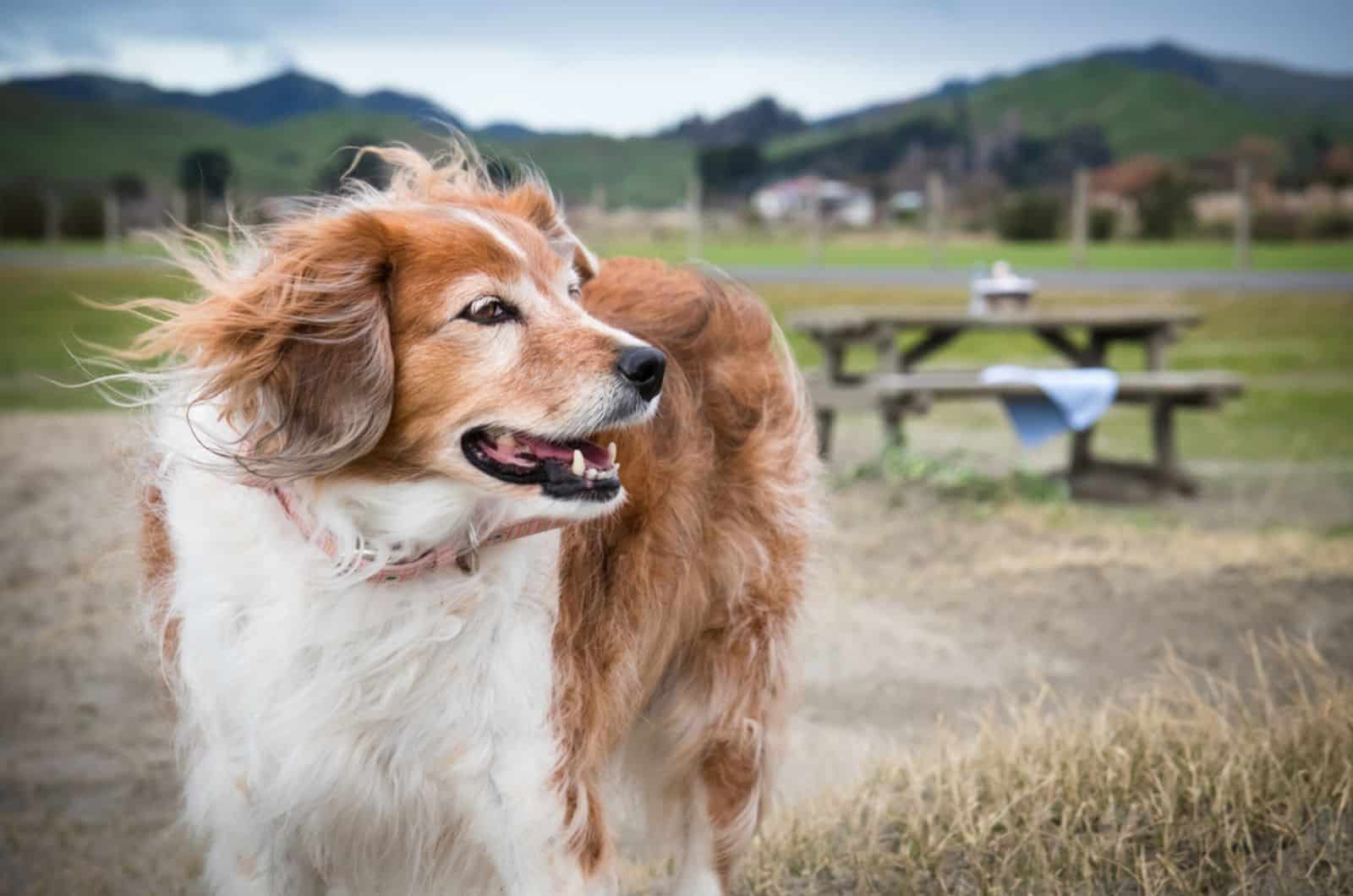 dog standing outdoors on a cold wintry day