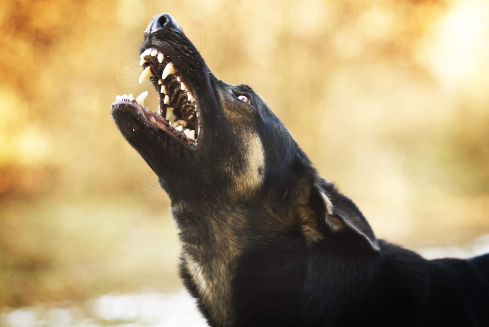 dog standing outside barking