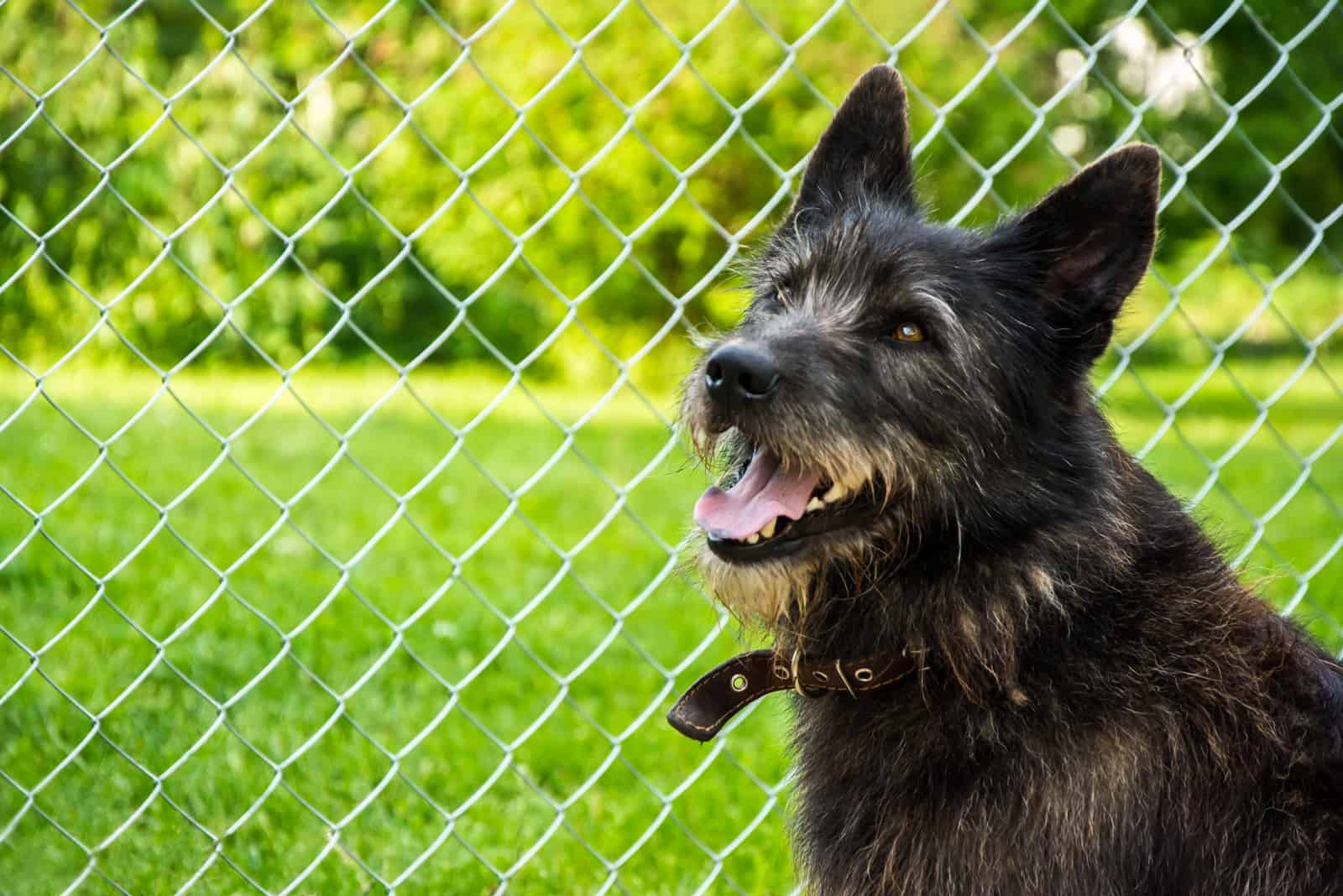 dog standing outside by fence