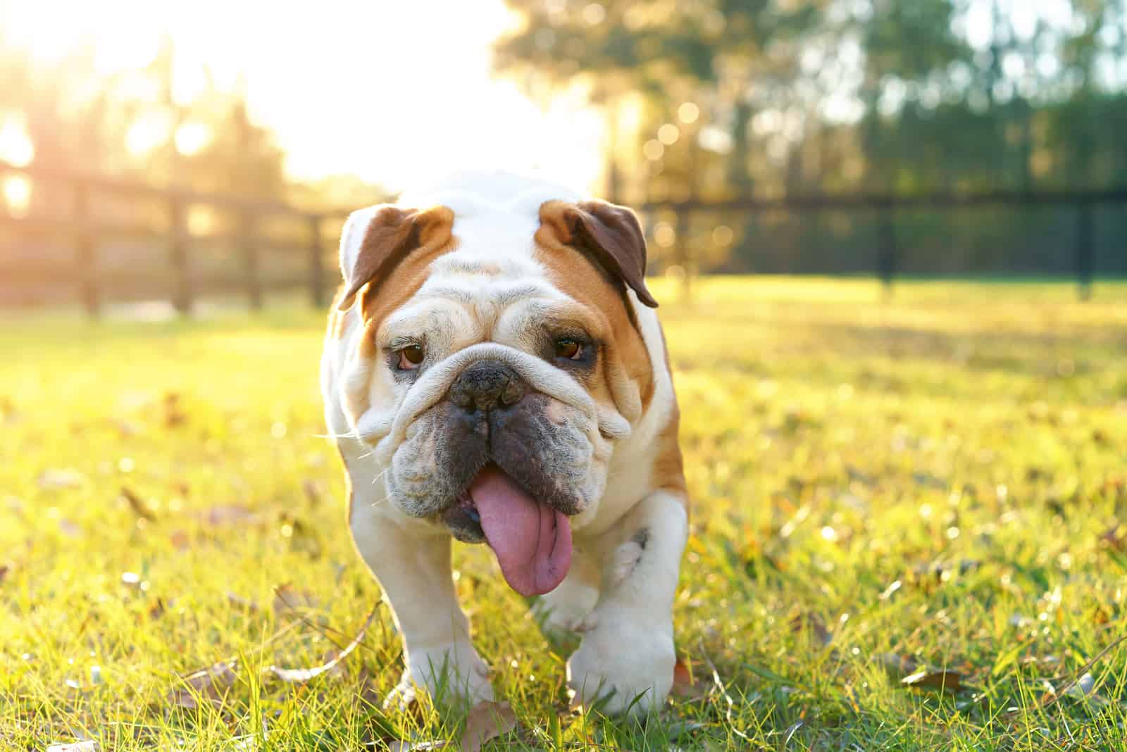 dog standing outside panting