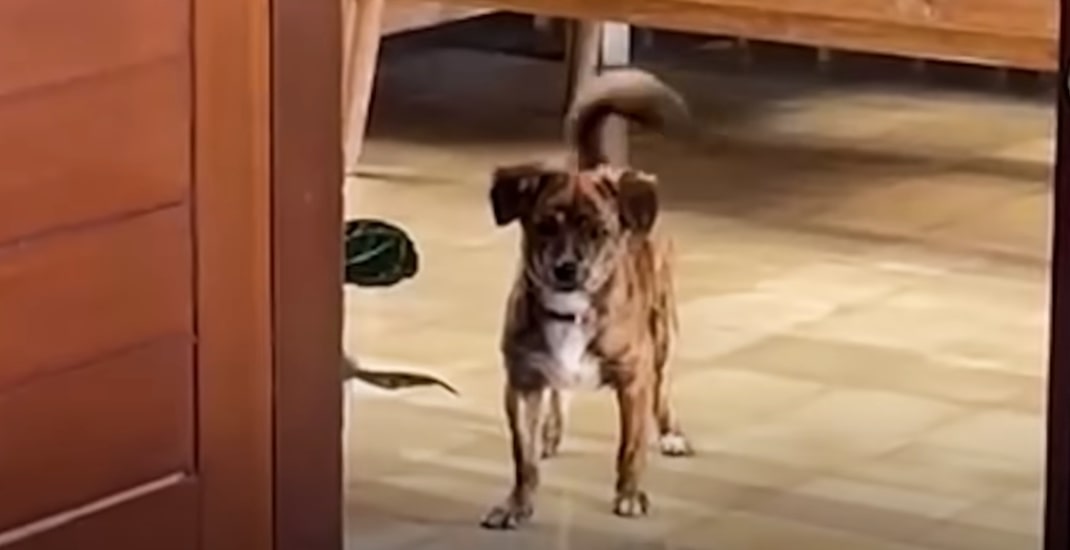 dog standing still