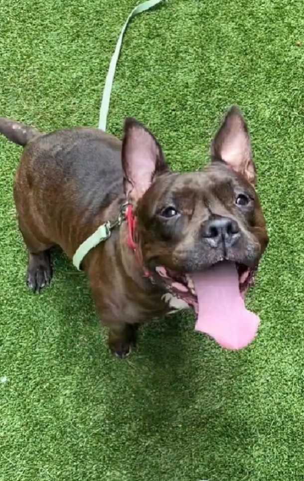 dog standing with tongue out