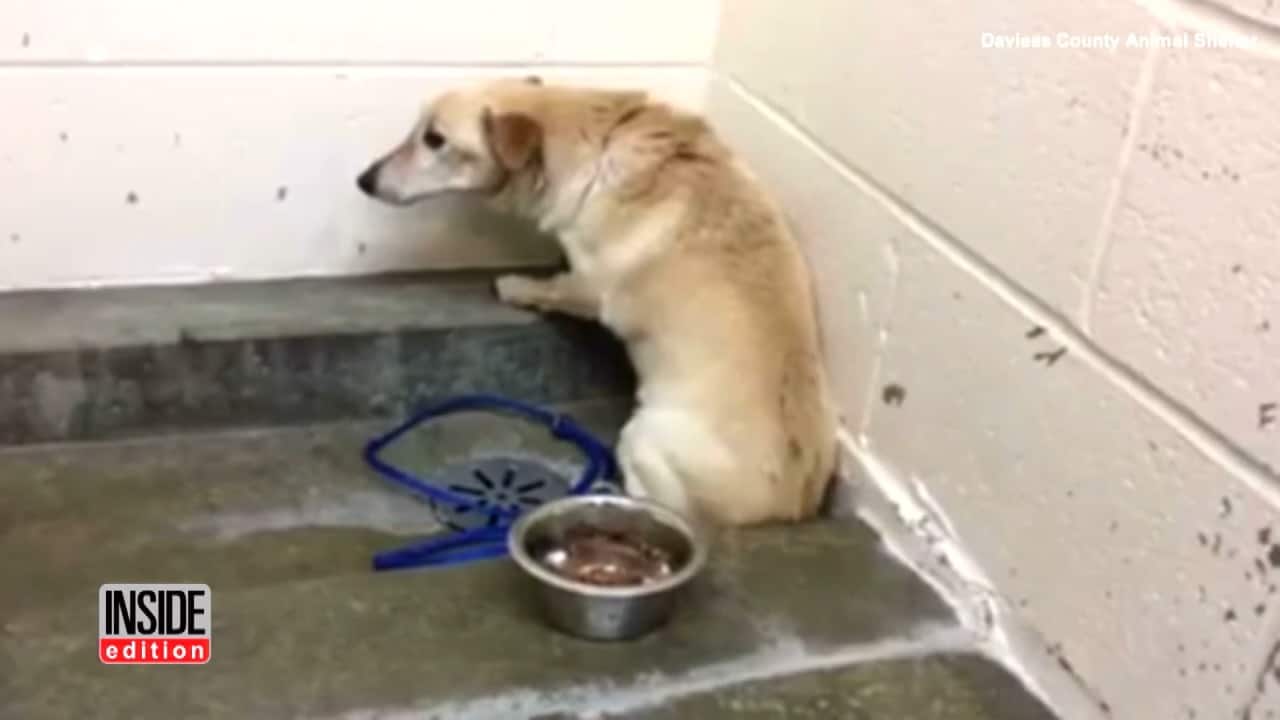 dog staring at the wall