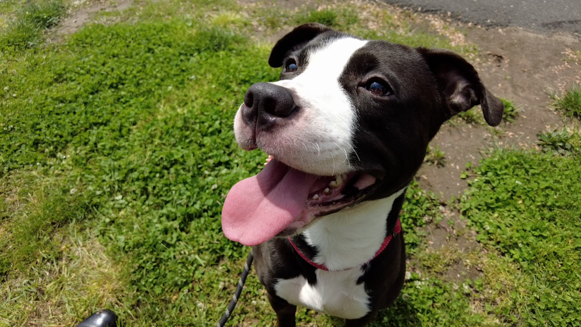 dog sticking its tongue out