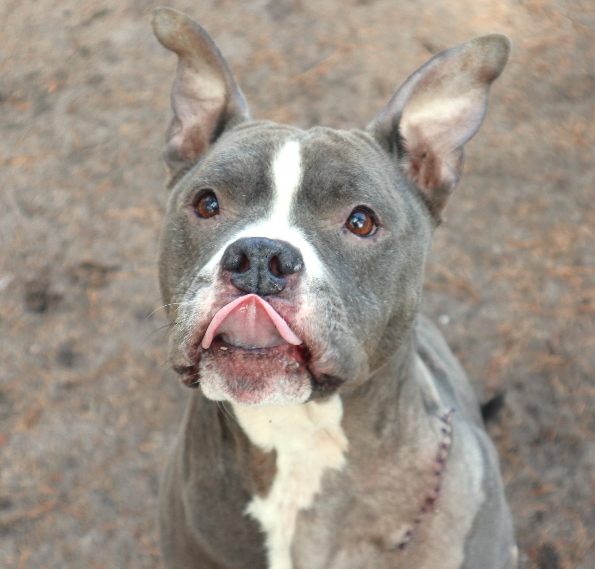 dog sticking its tongue