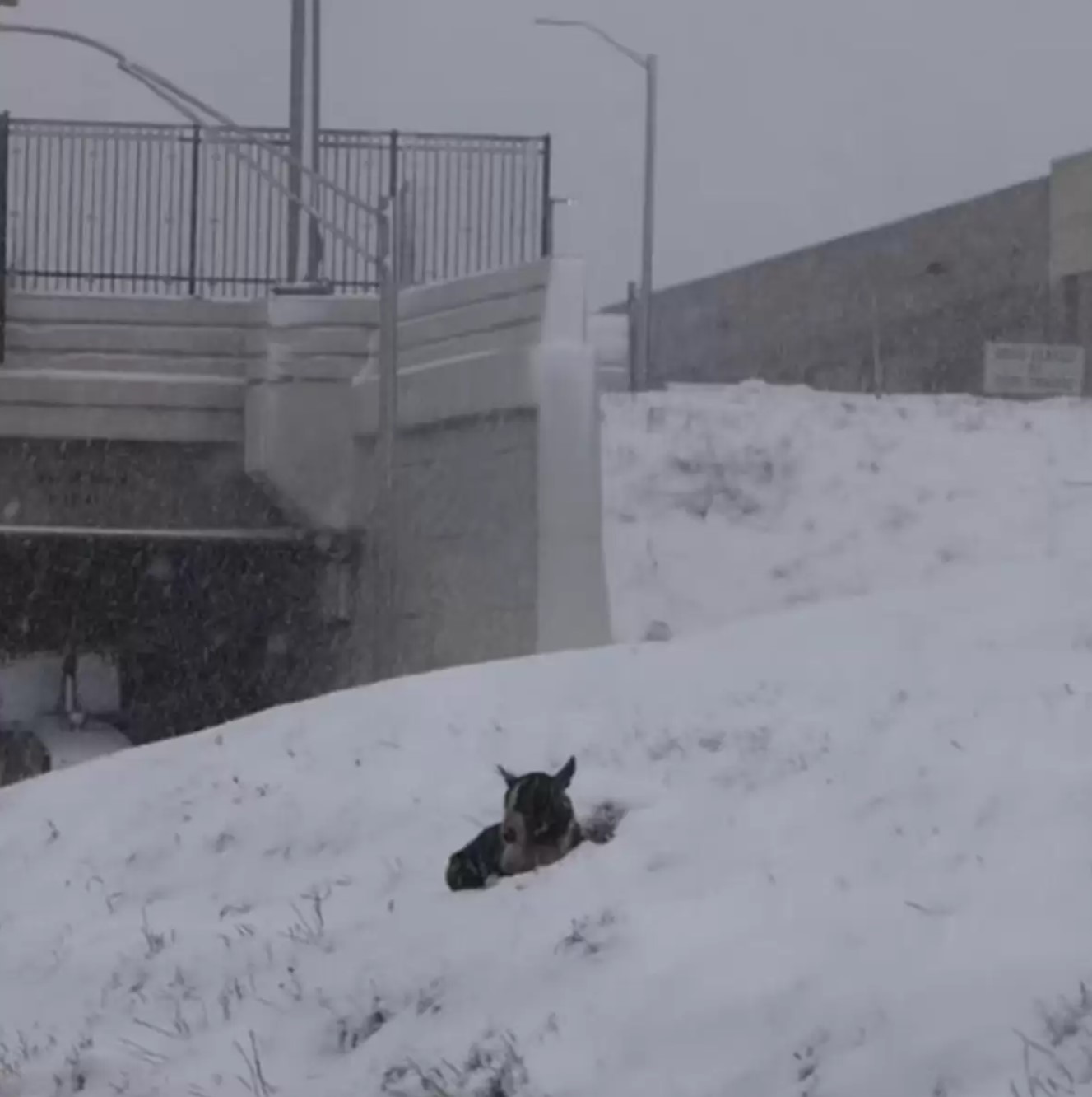 dog stuck in a snow